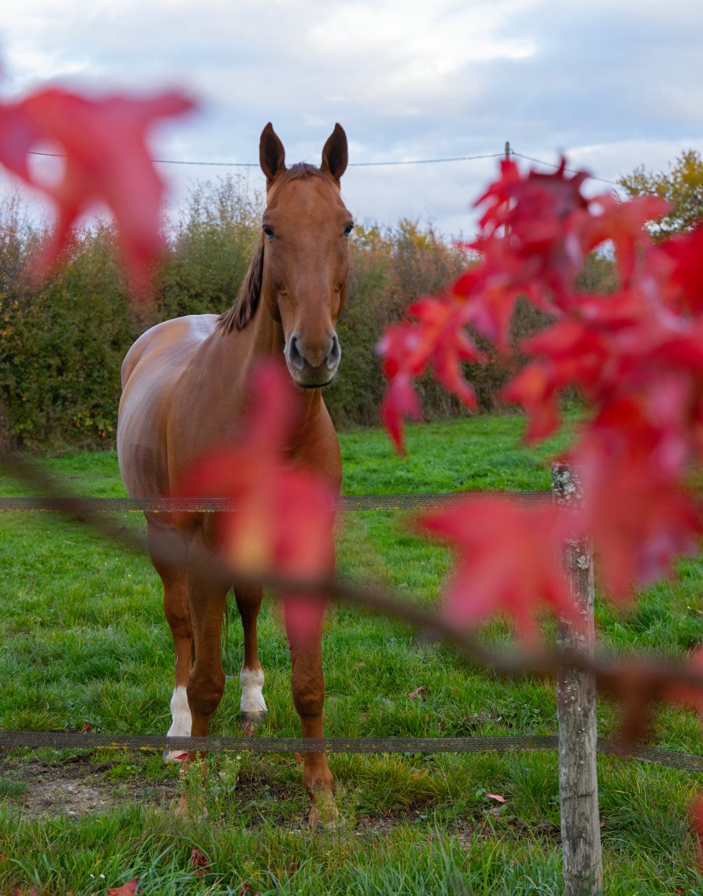 Cheval debout dans un pré clôturé, vu de face, avec végétation au premier plan. Observation du cheval en extérieur dans son espace de vie, posture et état général visibles.