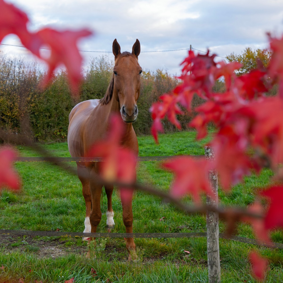 la-bidauderie-bien-etre-equin