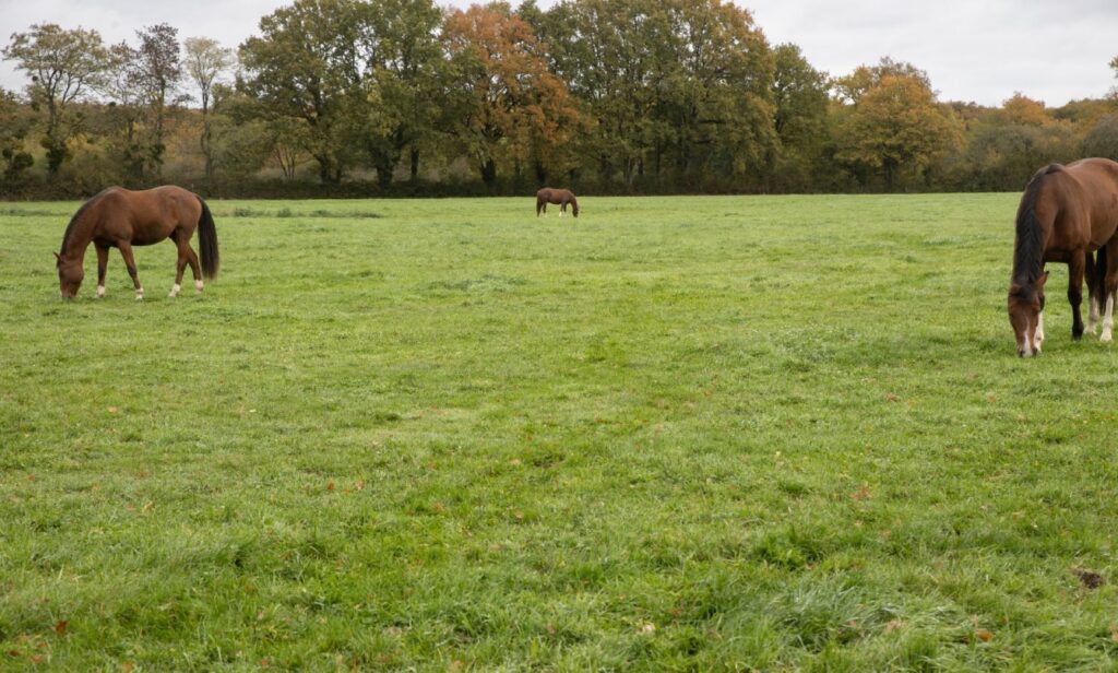 Chevaux au pâturage dans un pré du Campus de La Bidauderie, conditions de vie en extérieur.