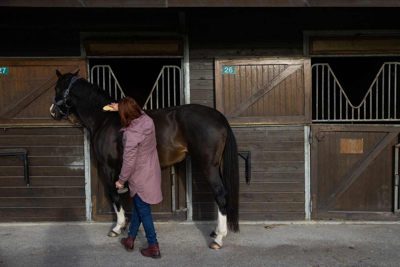 Soin et préparation d’un cheval à l’écurie de La Bidauderie