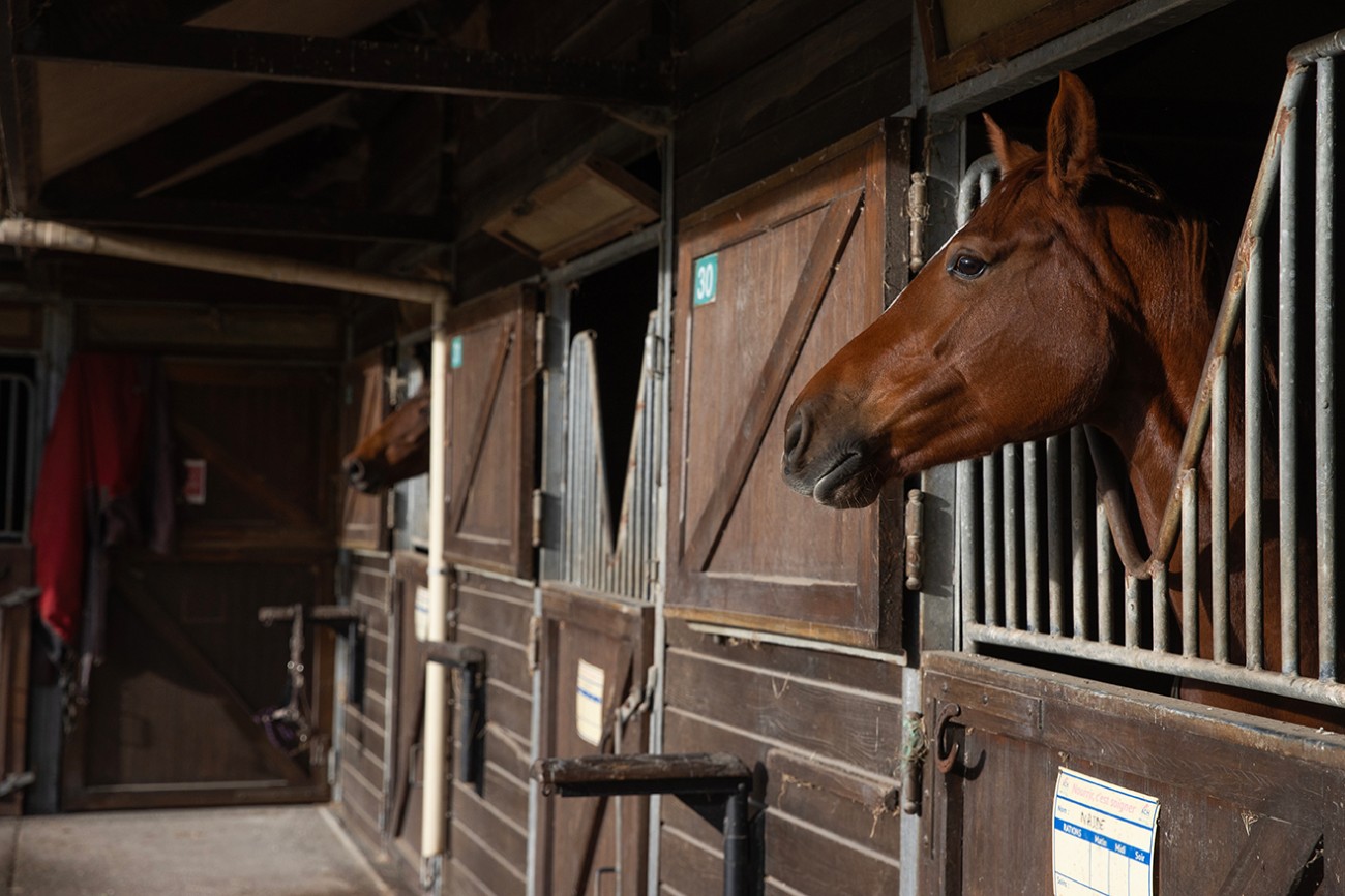 Cheval dans son box à l’écurie de La Bidauderie